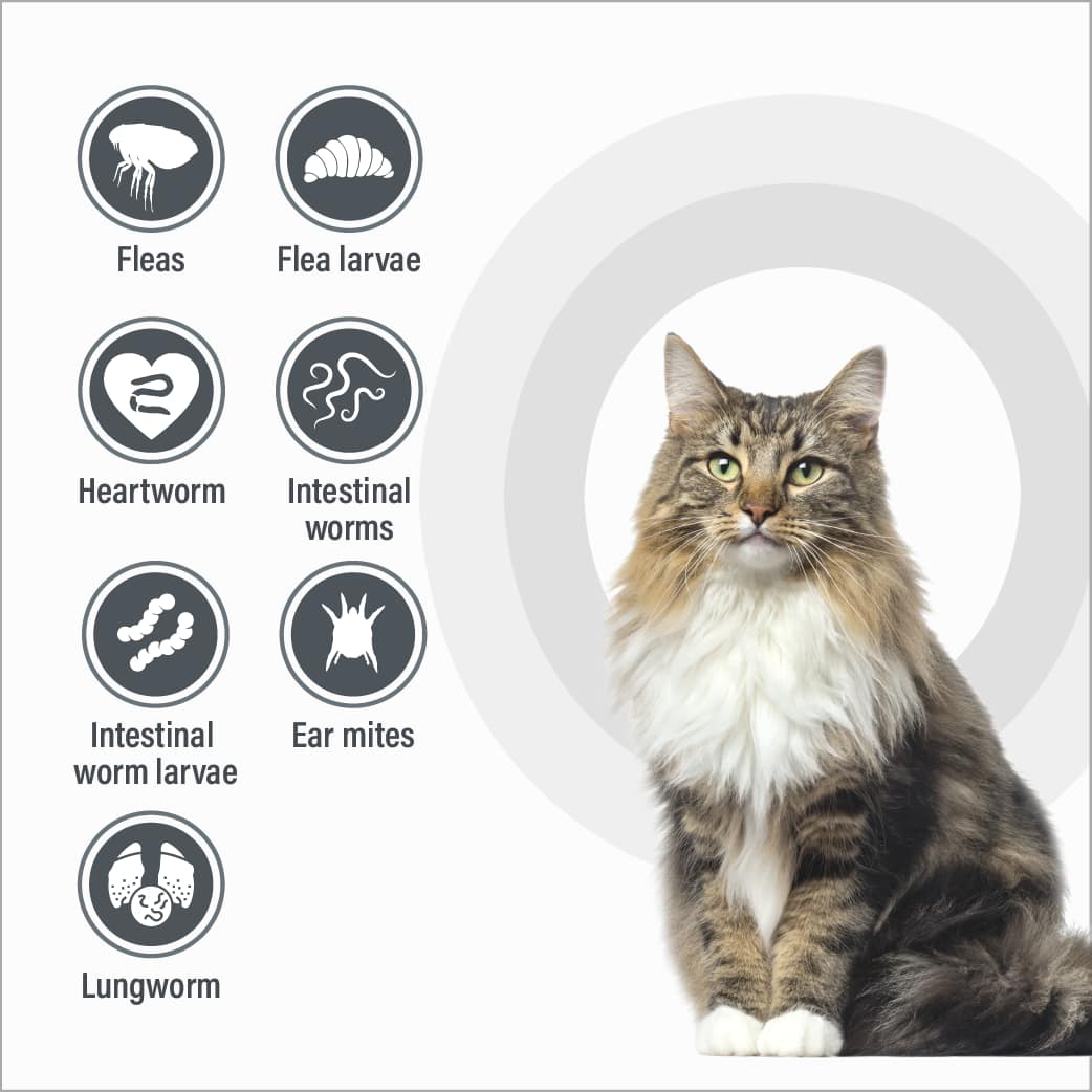 Talentcare Spot On Flea & Worm Treatment Cat over 4kg Pet